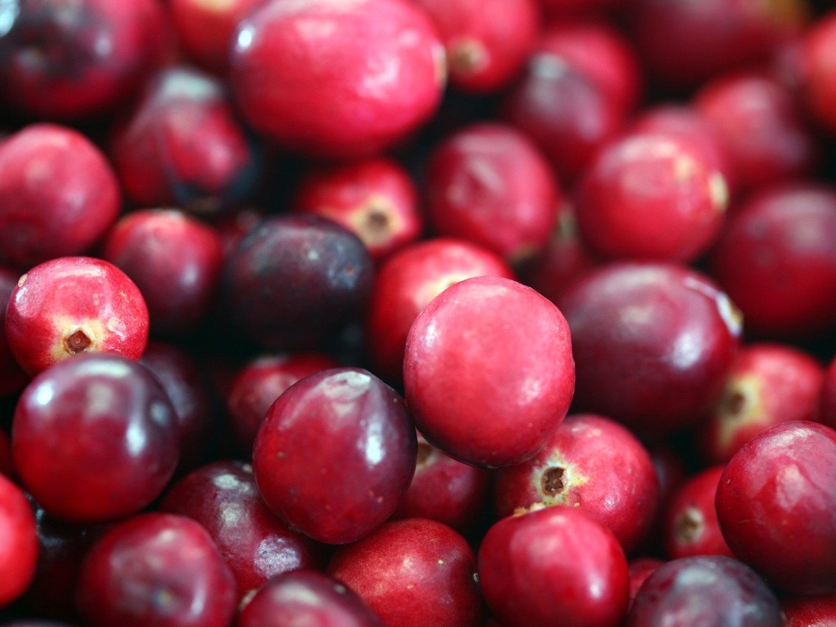 cranberry_fruechte