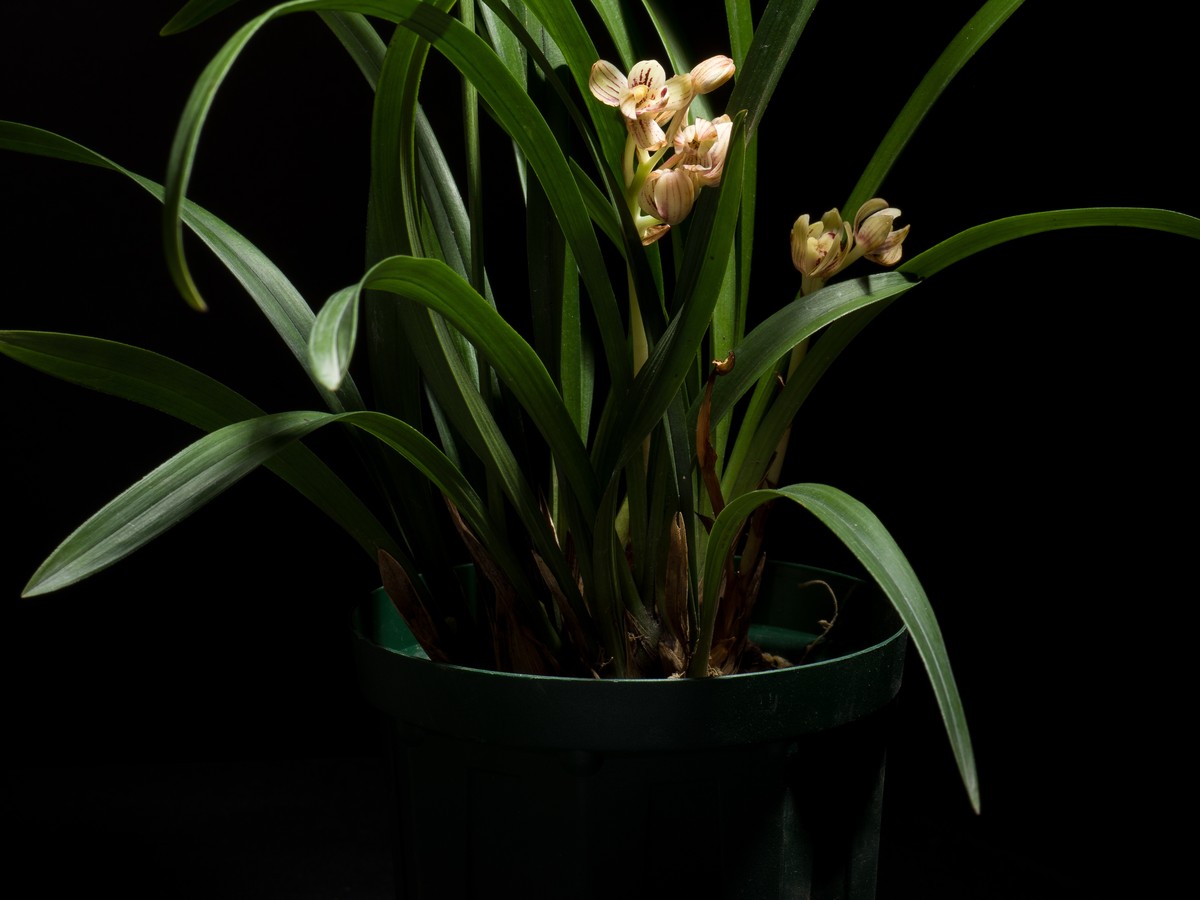 cymbidium_bild_2