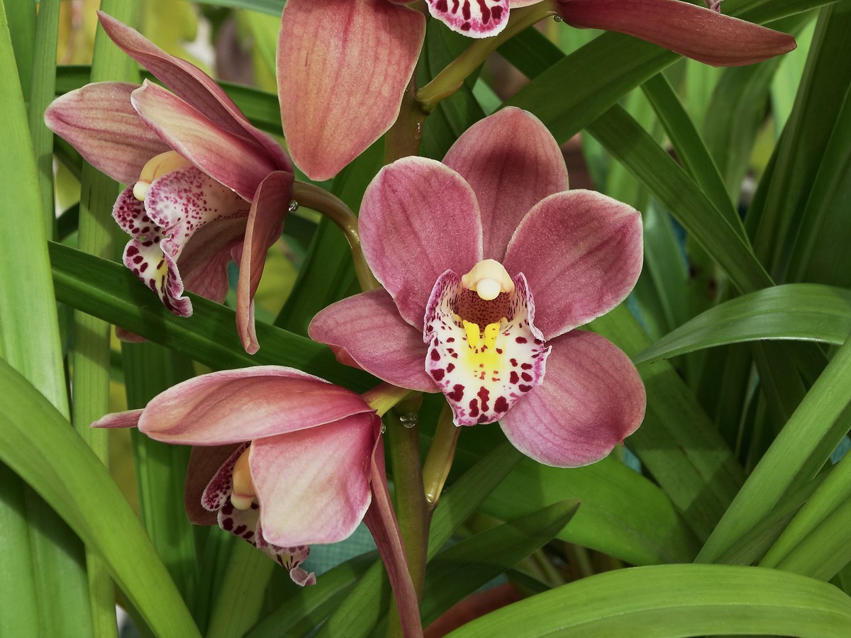 cymbidium_bild_3