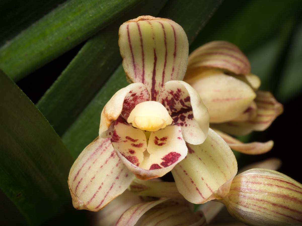cymbidium_bild