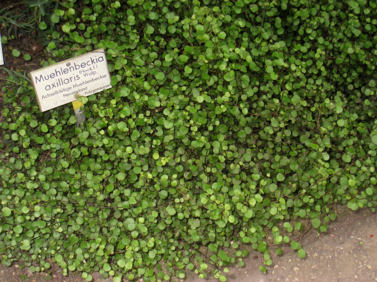 drahtstrauch_bild