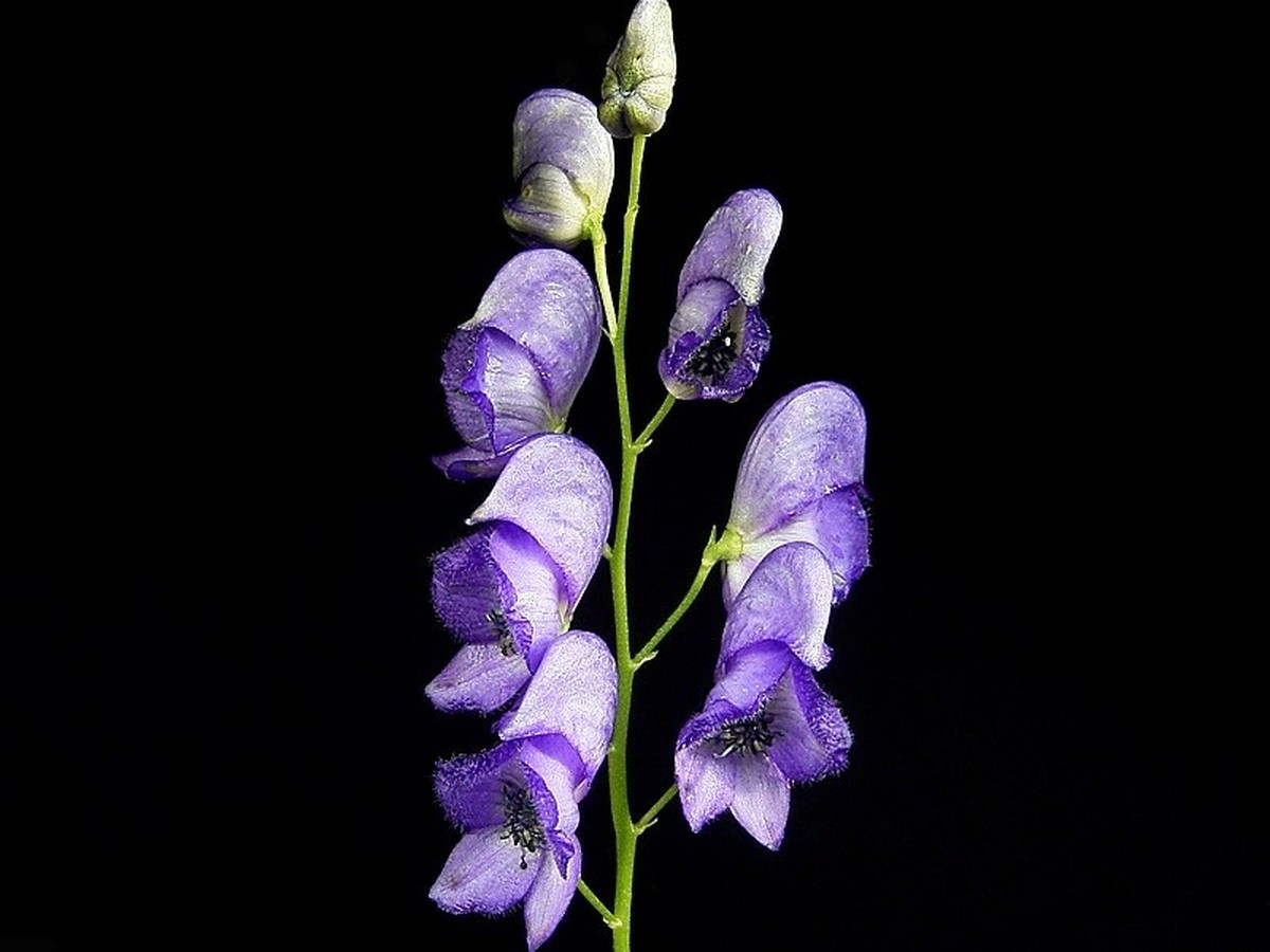 eisenhut_bluete