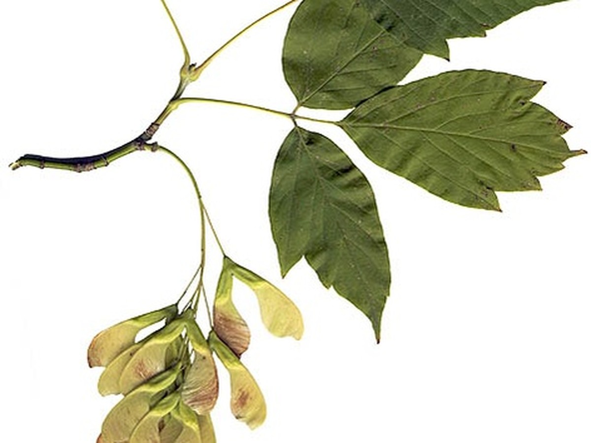 eschenahorn_blaetter