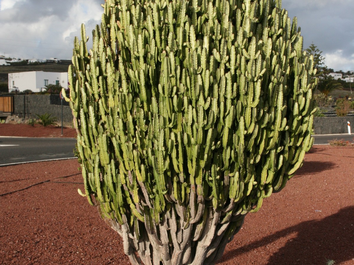 euphorbia_bild