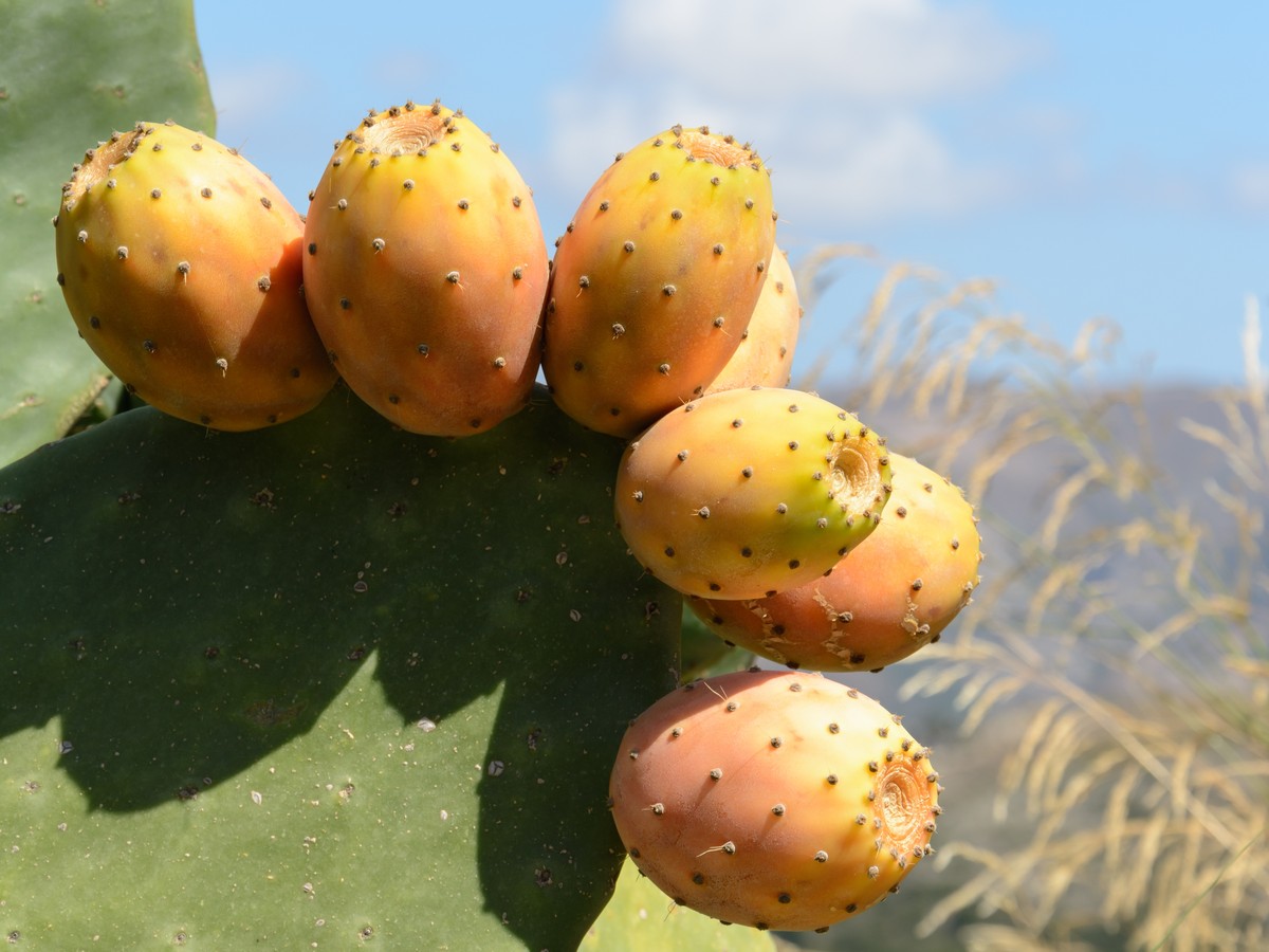 feigenkaktus_fruechte
