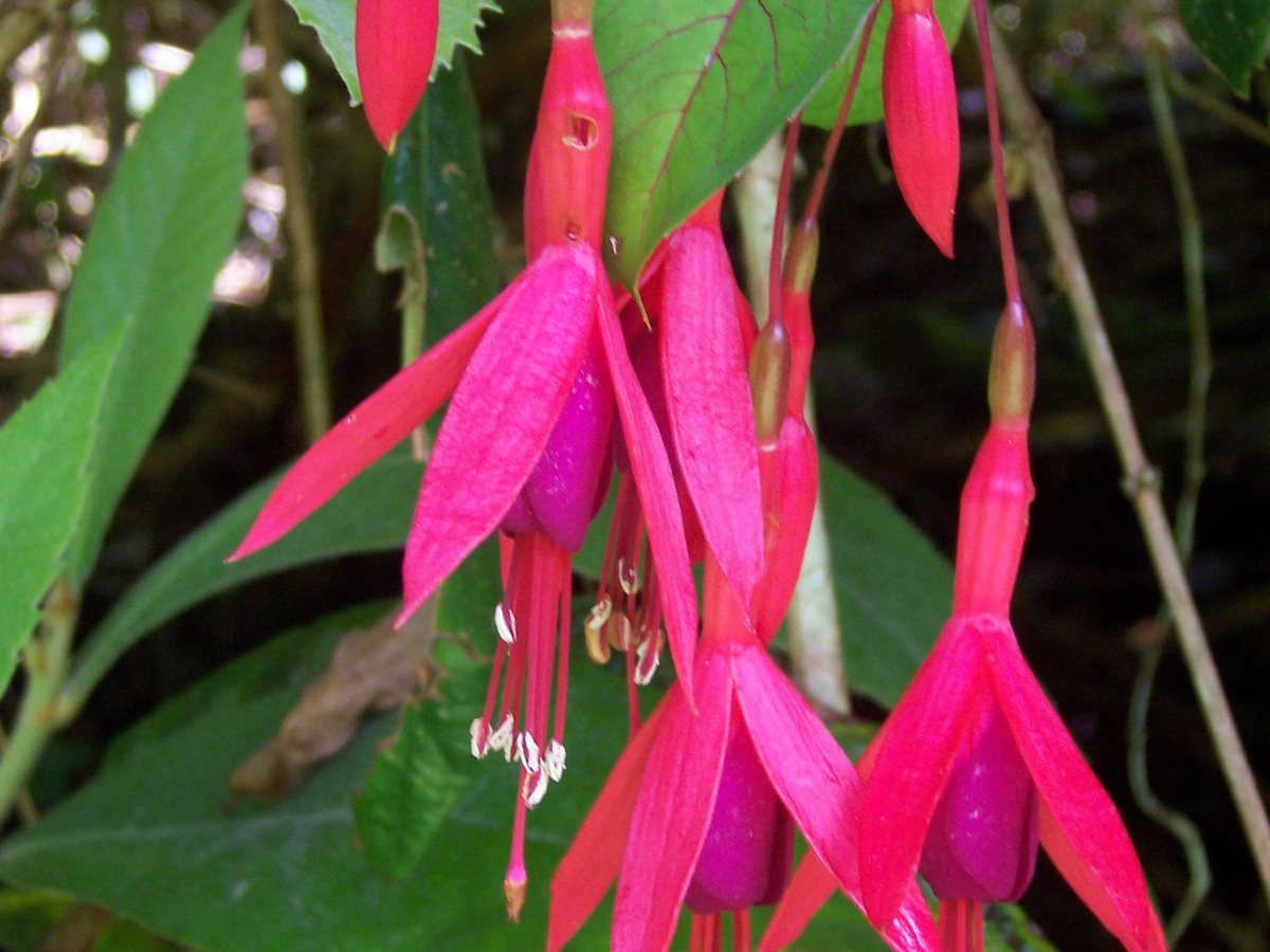 fuchsien_bild