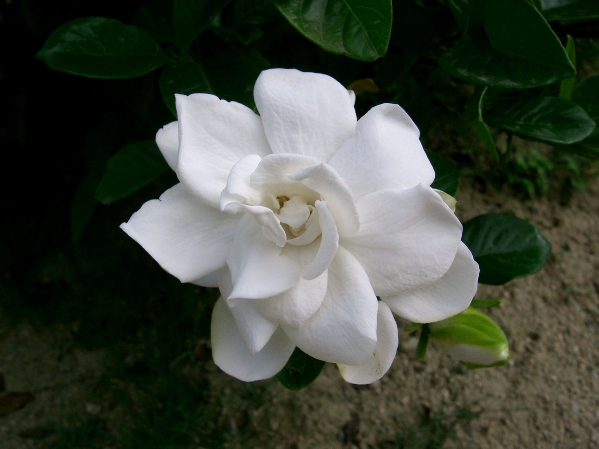 gardenie_bild_3