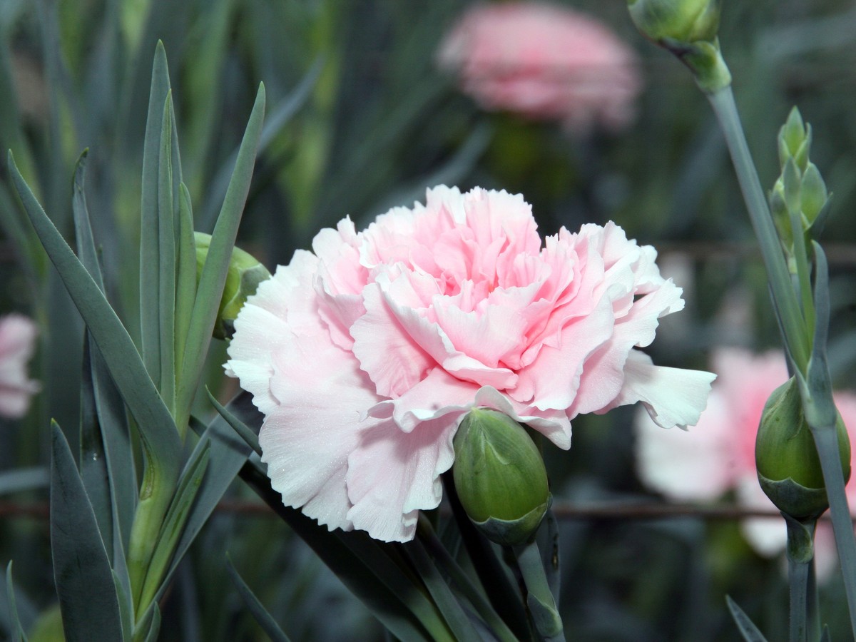 gartennelke_bild_2