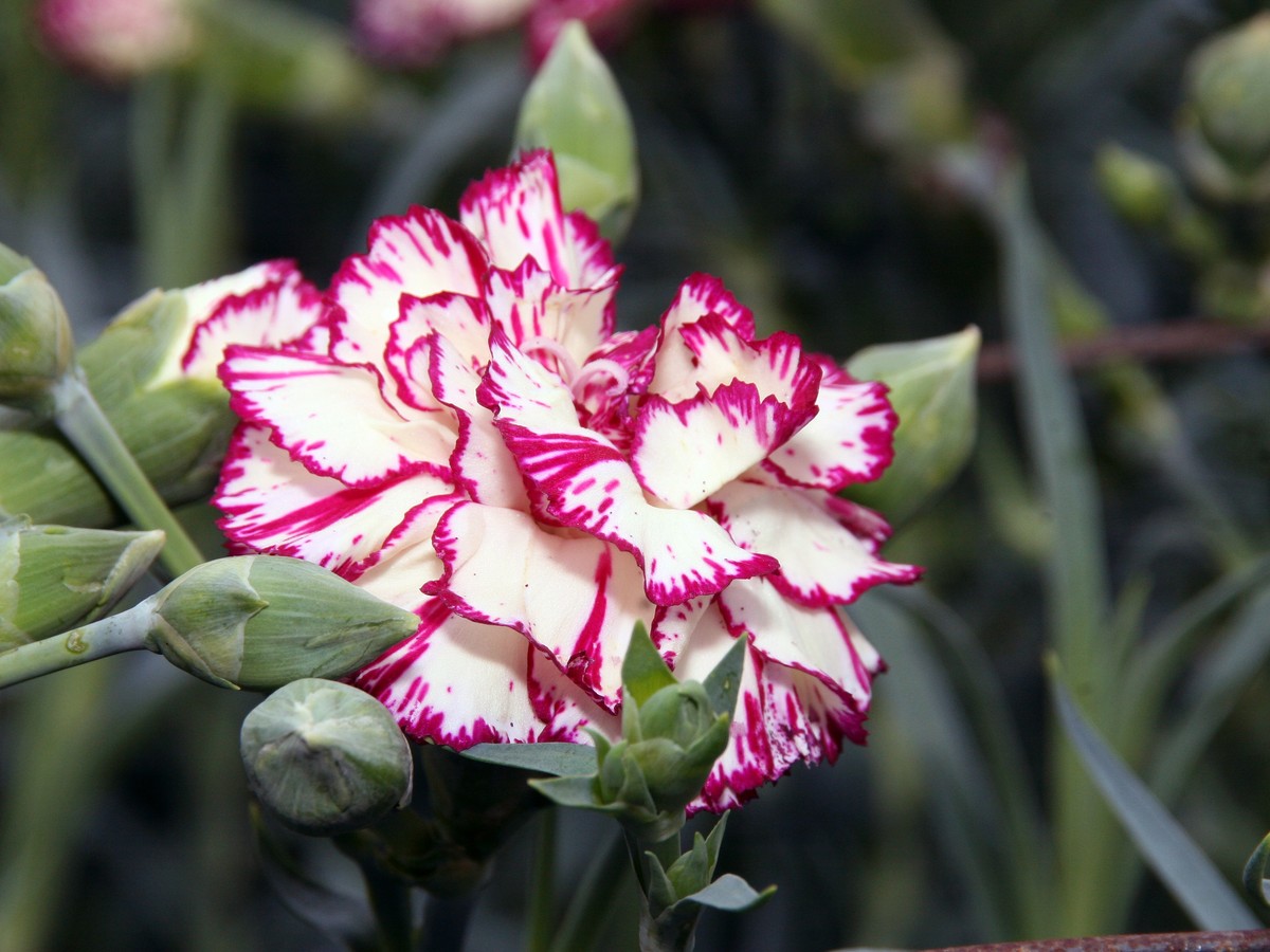 gartennelke_bild_3