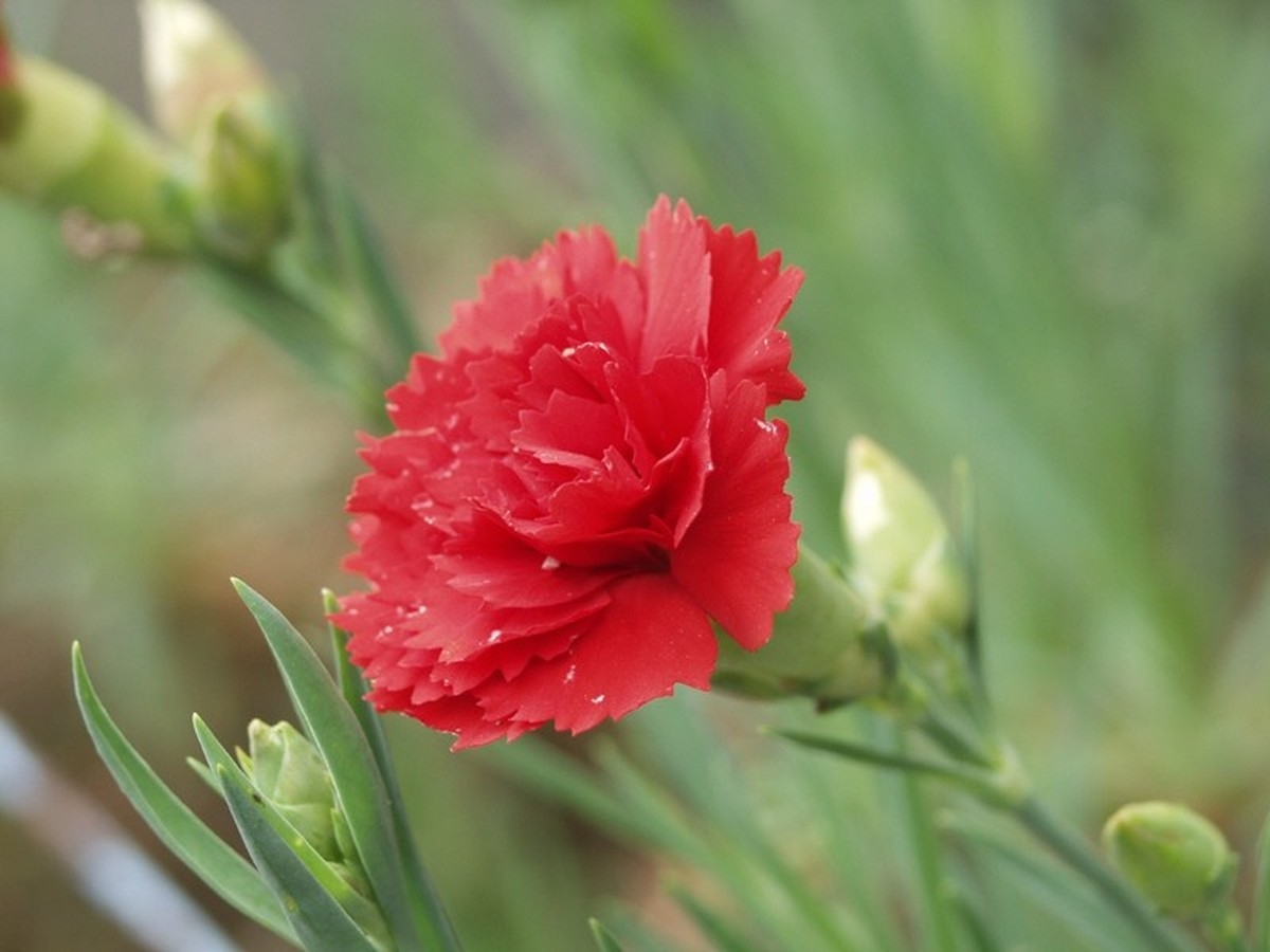 gartennelke_bild