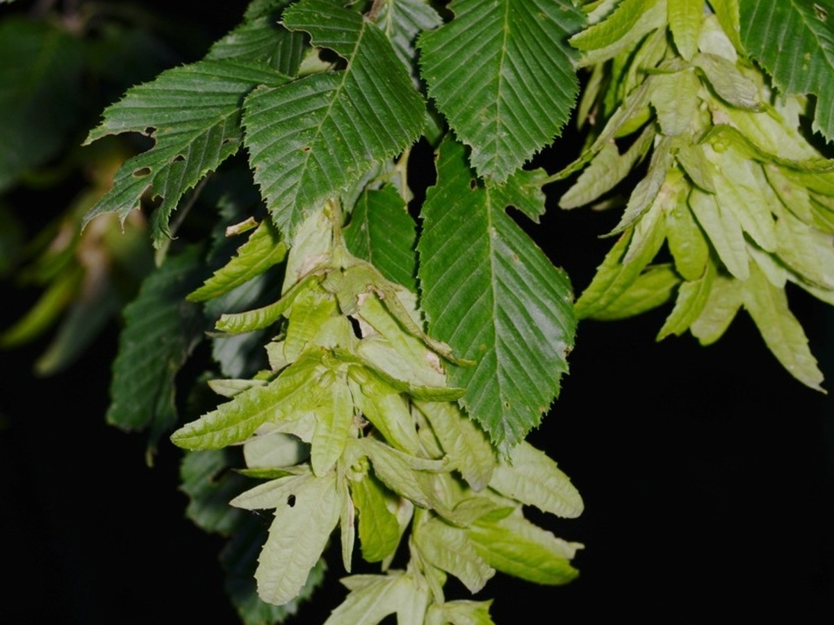 hainbuche_fruechte