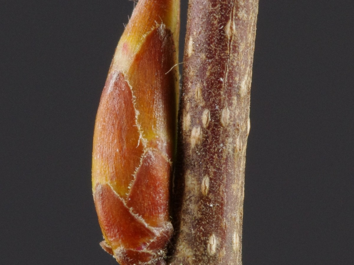hainbuche_knospen