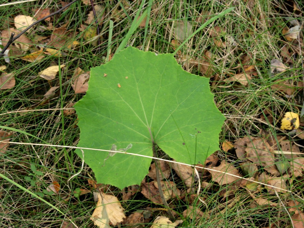 huflattich_blaetter