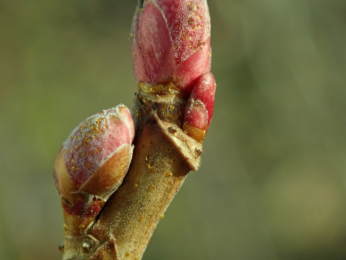 johannisbeere_knospen