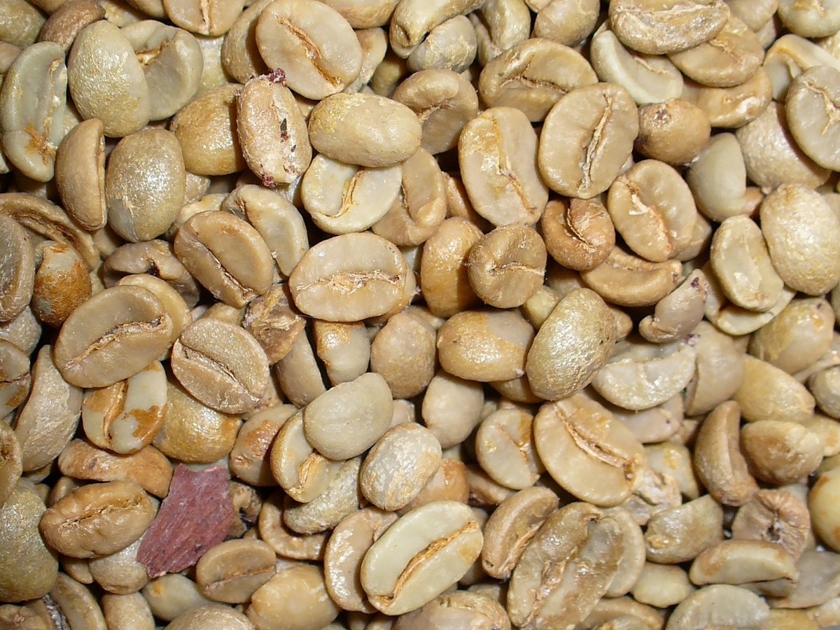 kaffeepflanze_samen