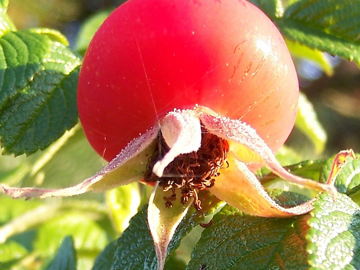 kartoffelrose_fruechte