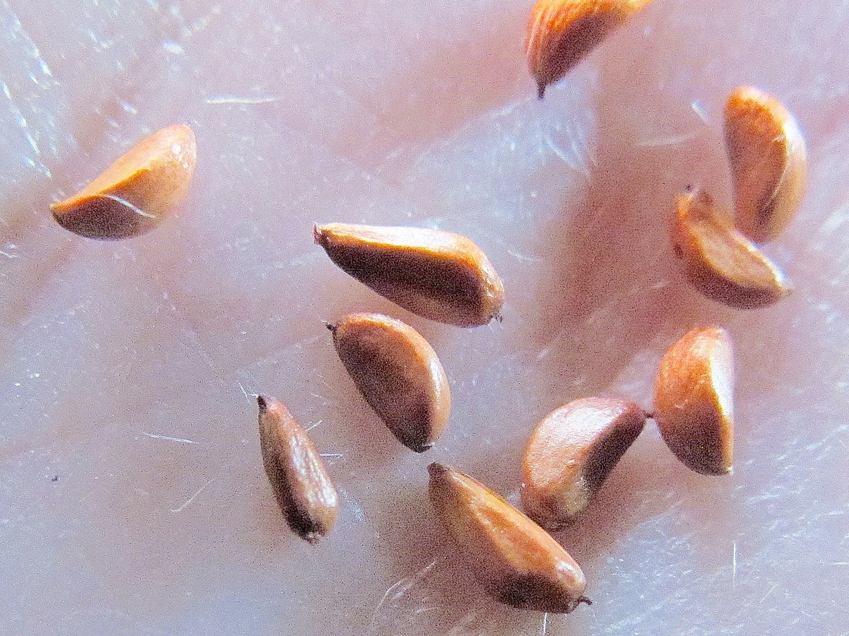 kartoffelrose_samen