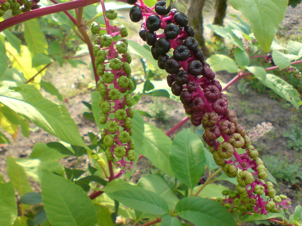 kermesbeere_bild_2