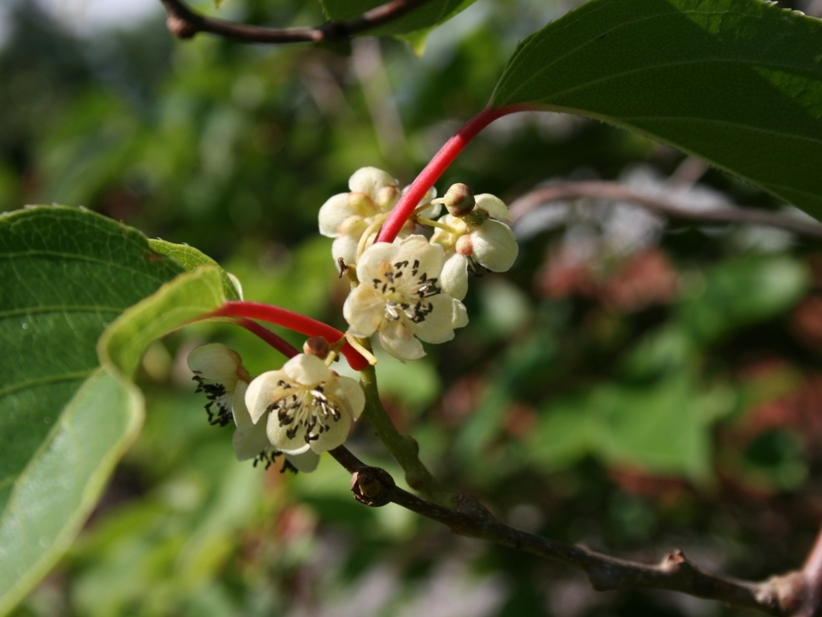 kiwibeeren_bluete