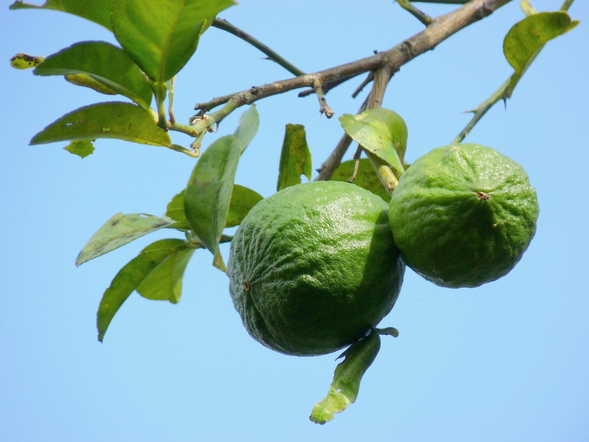 limettenbaum_bild_2