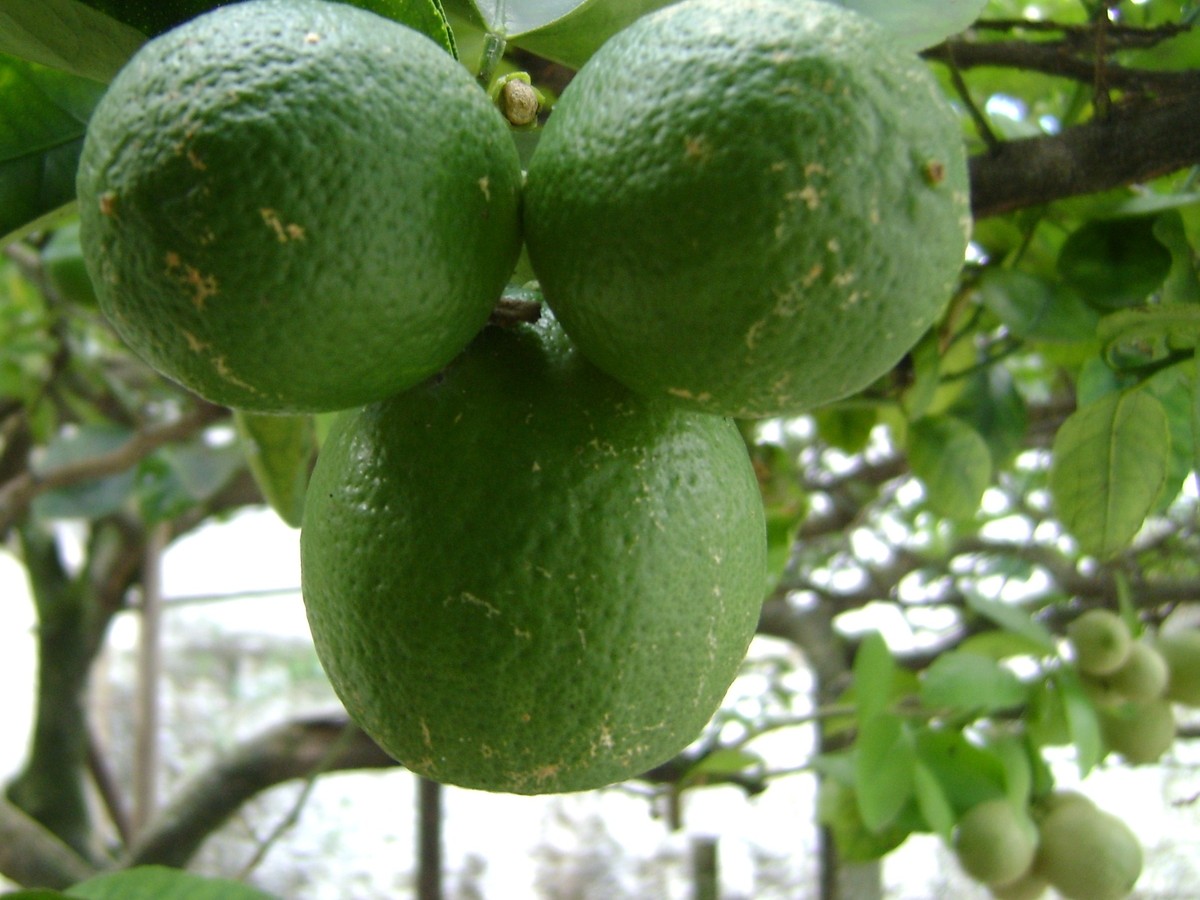 limettenbaum_bild