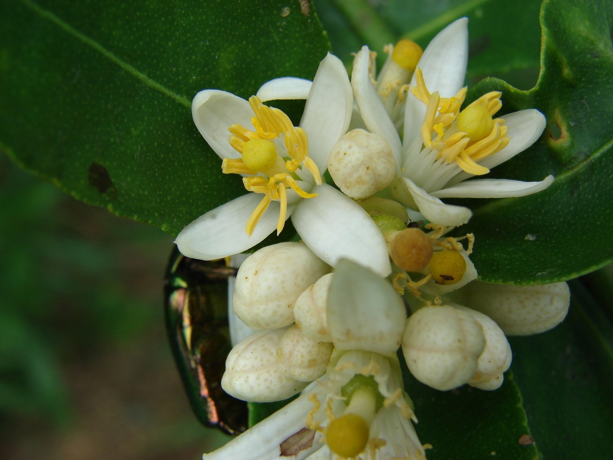 limettenbaum_bluete