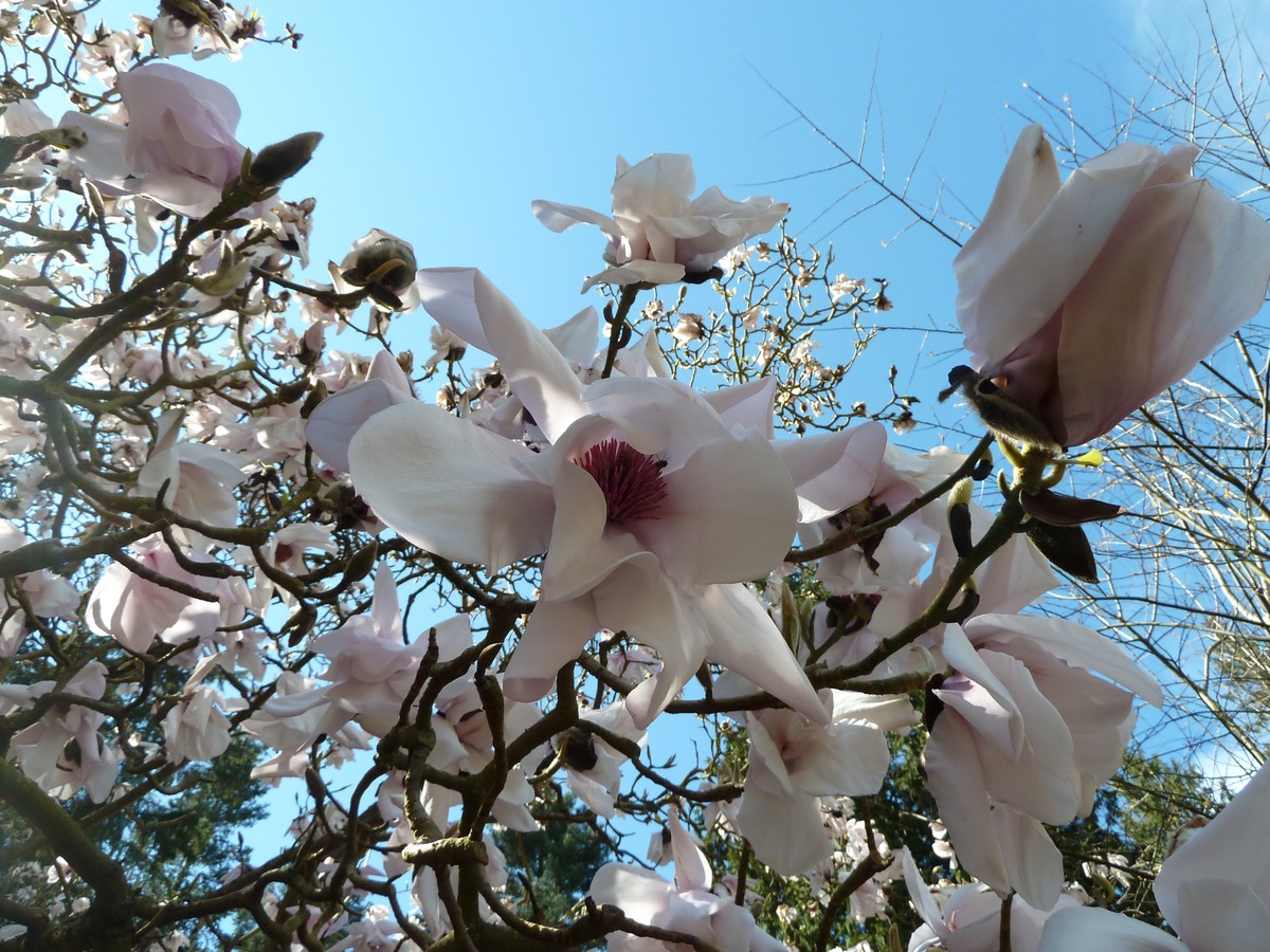 magnolie_bluete