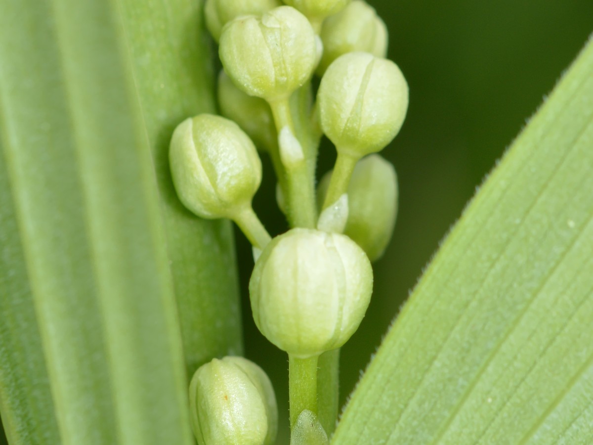 maigloeckchen_knospen