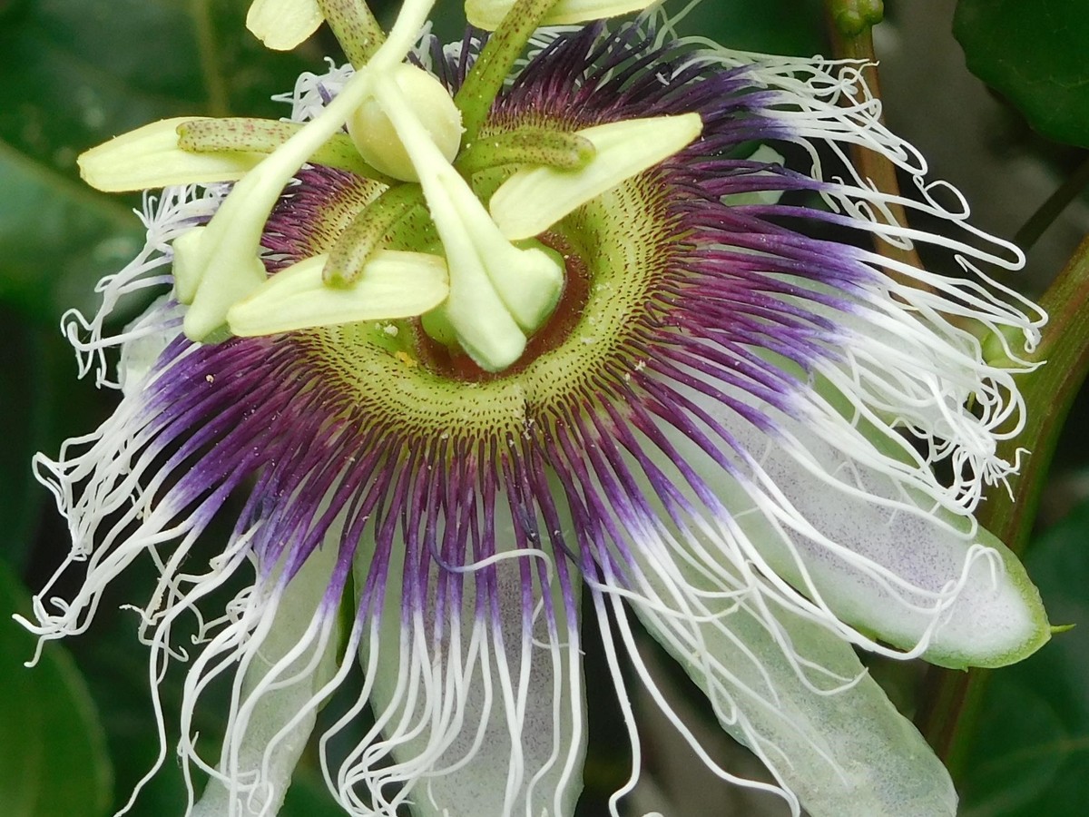 maracuja_bluete
