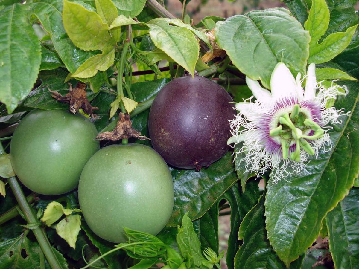 maracuja_fruechte
