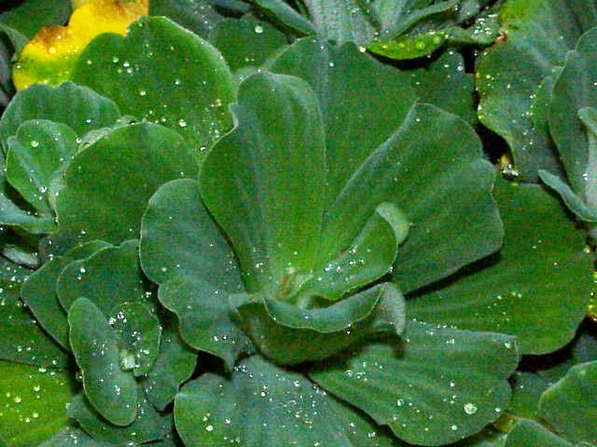 muschelblume_bild