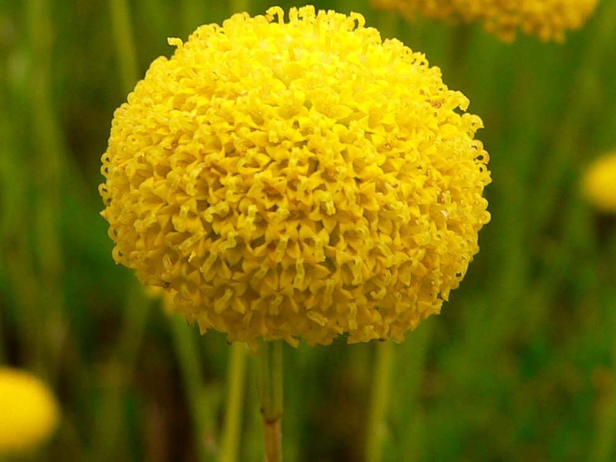olivenkraut_bluete