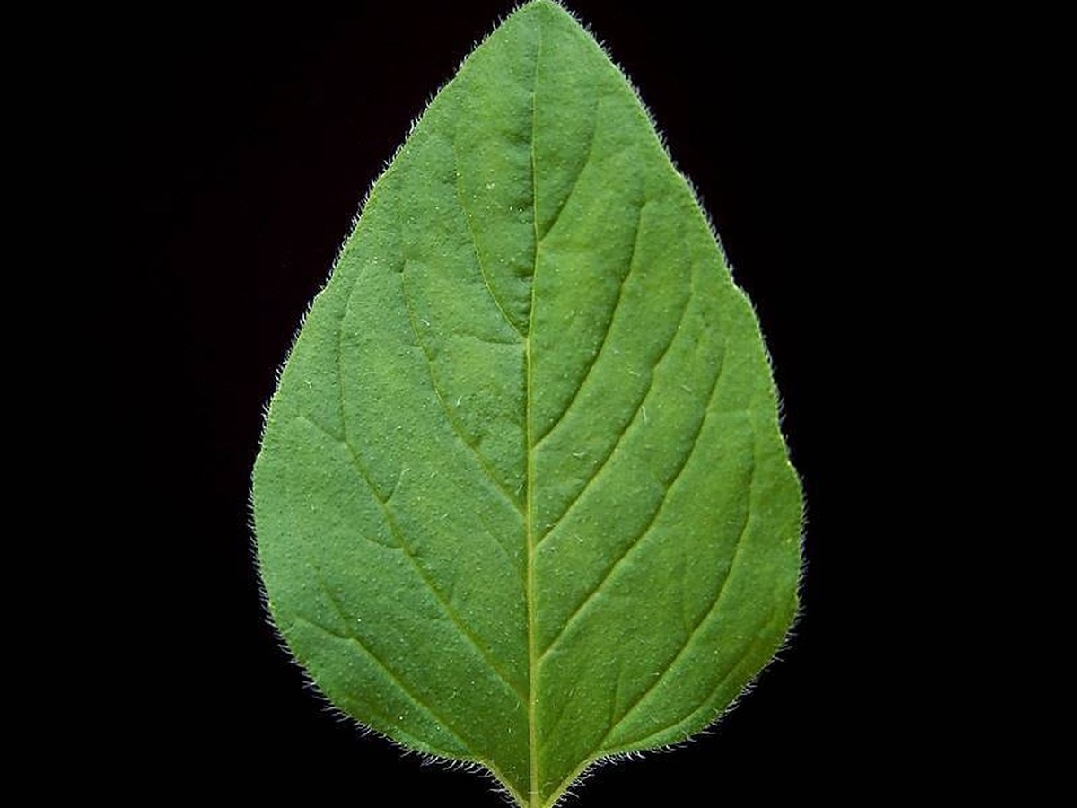 oregano_blaetter