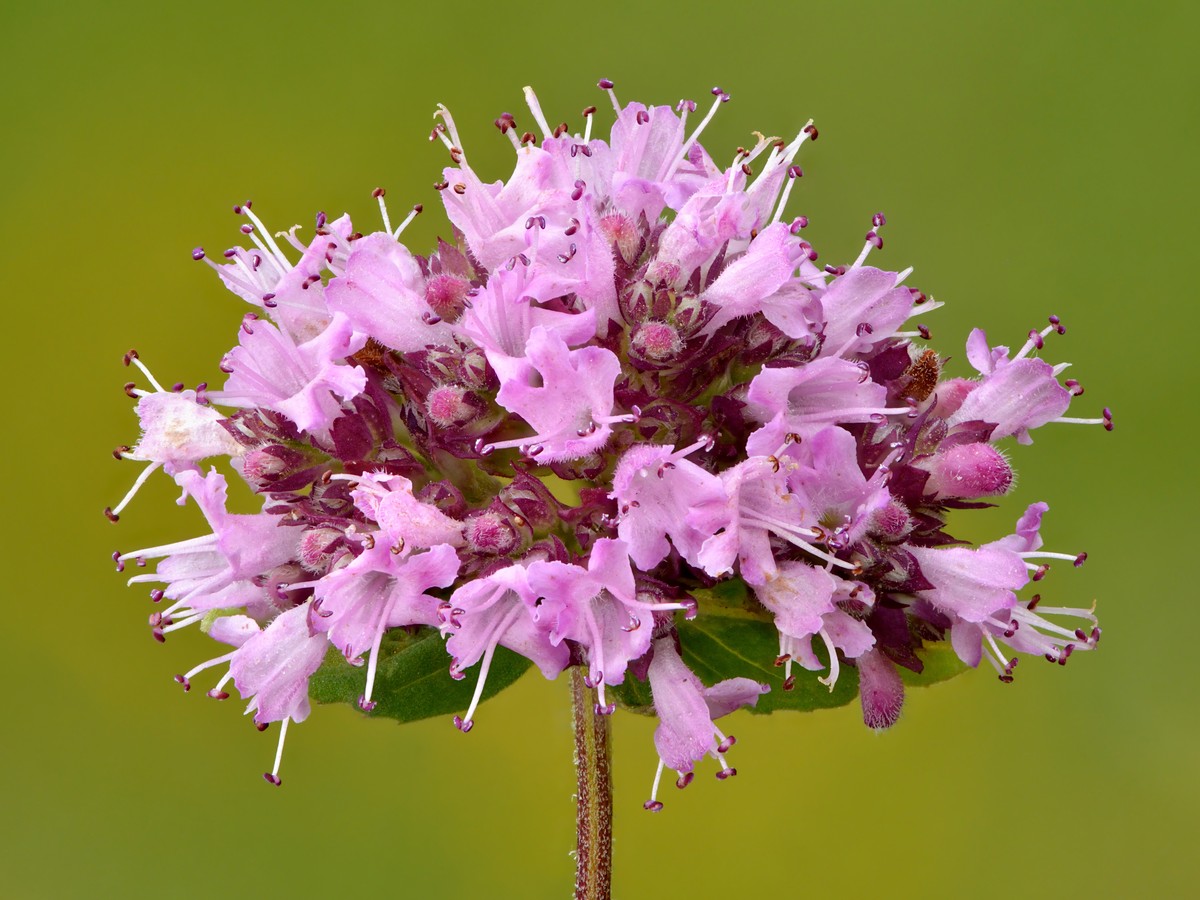 oregano_bluete