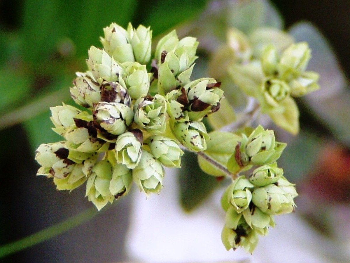 oregano_knospen