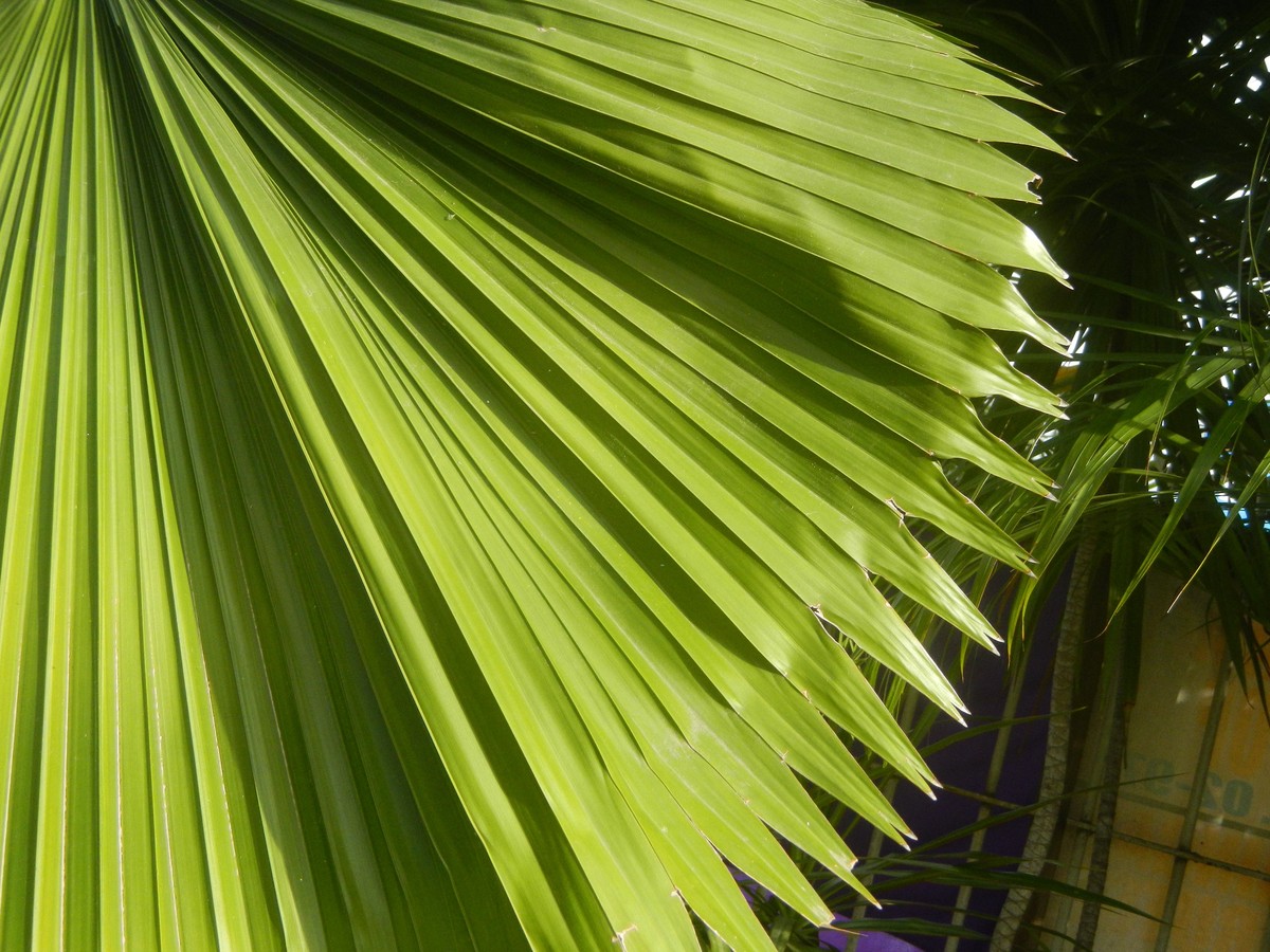 palme_blaetter