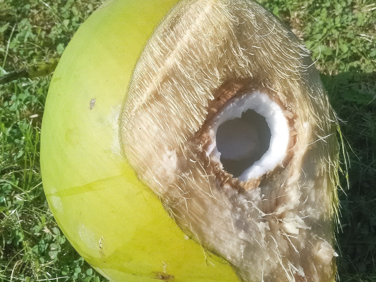 palme_fruechte