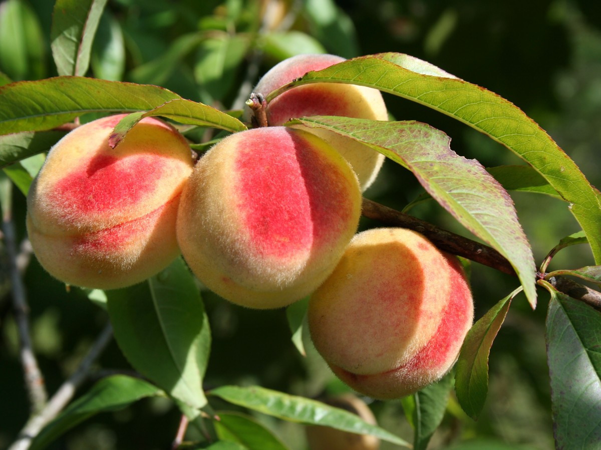 pfirsichbaum_bild