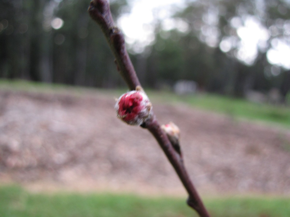 pfirsichbaum_knospen