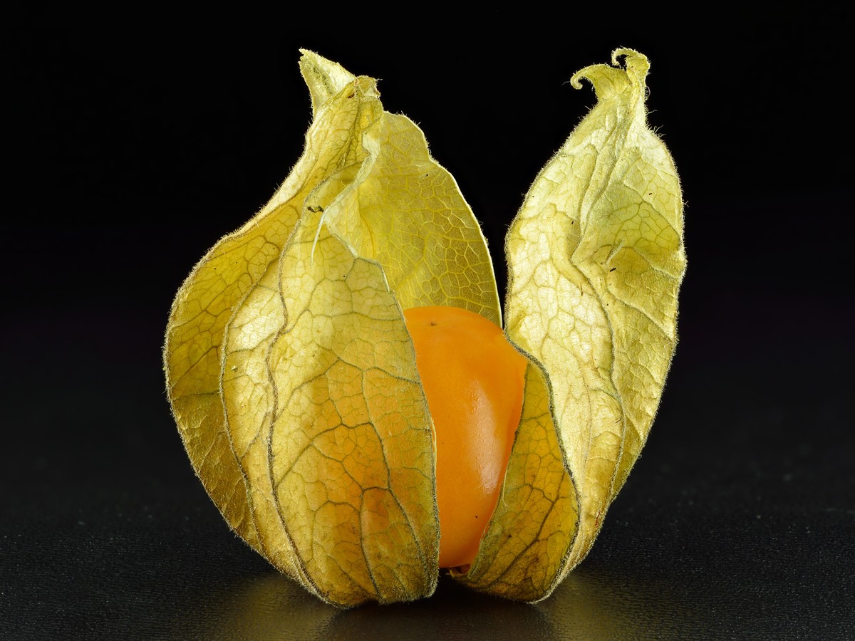 physalis_bild