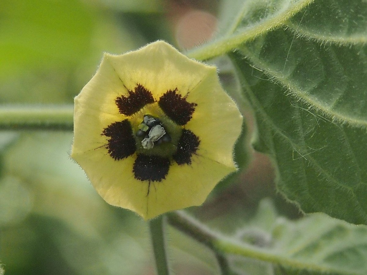 physalis_bluete