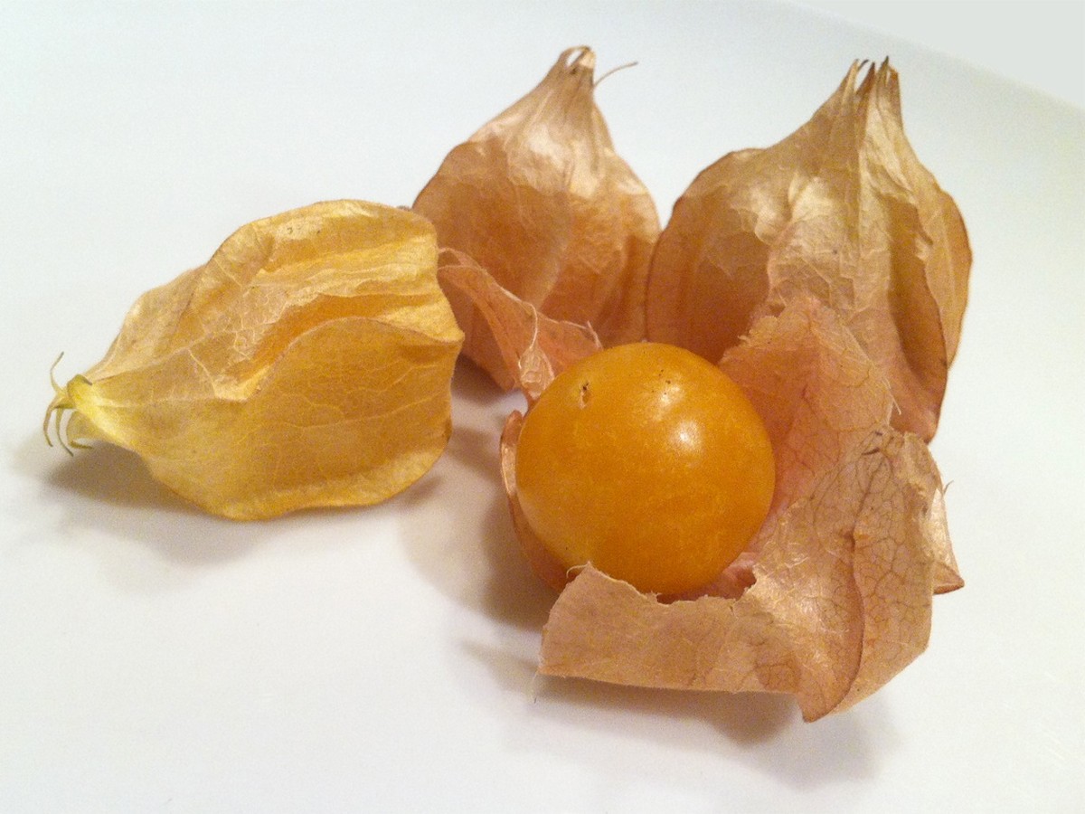 physalis_fruechte