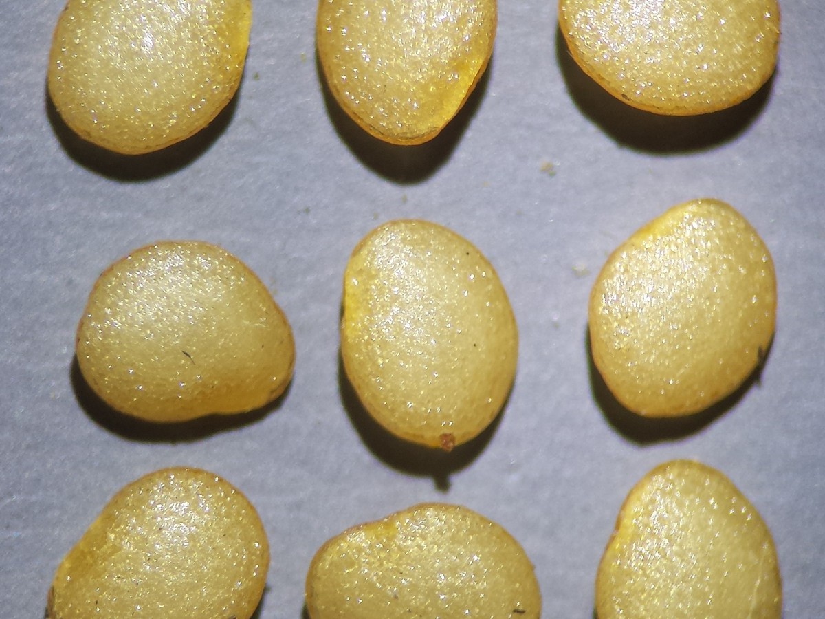 physalis_samen