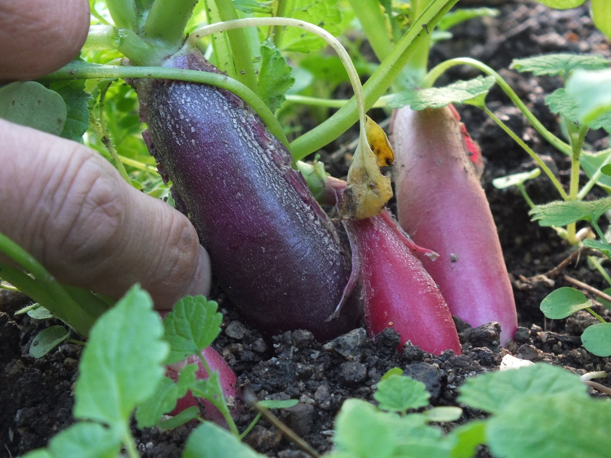 radieschen_fruechte