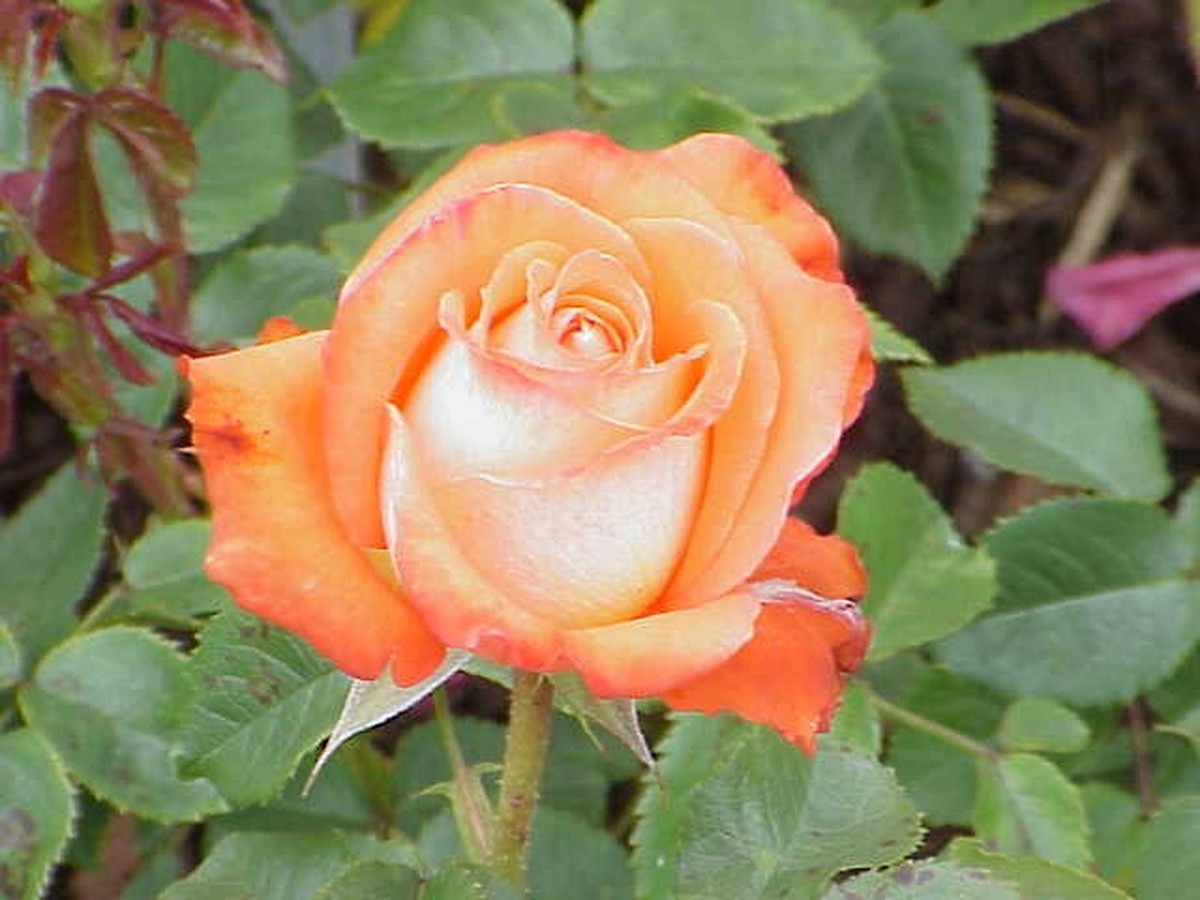 ramblerrosen_bild_2