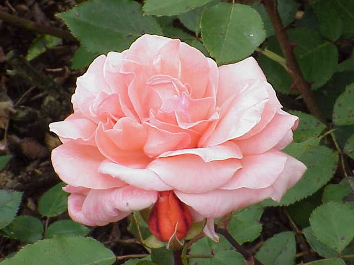 ramblerrosen_bild_3