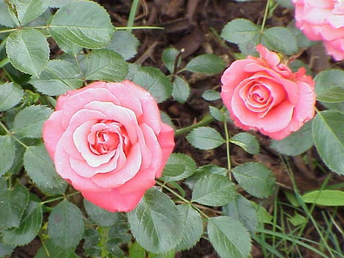 ramblerrosen_bild