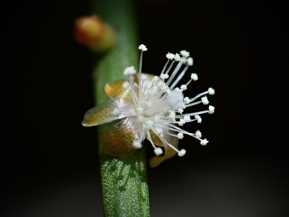 rhipsalis_bluete
