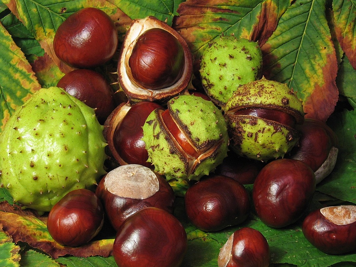 rosskastanie_fruechte