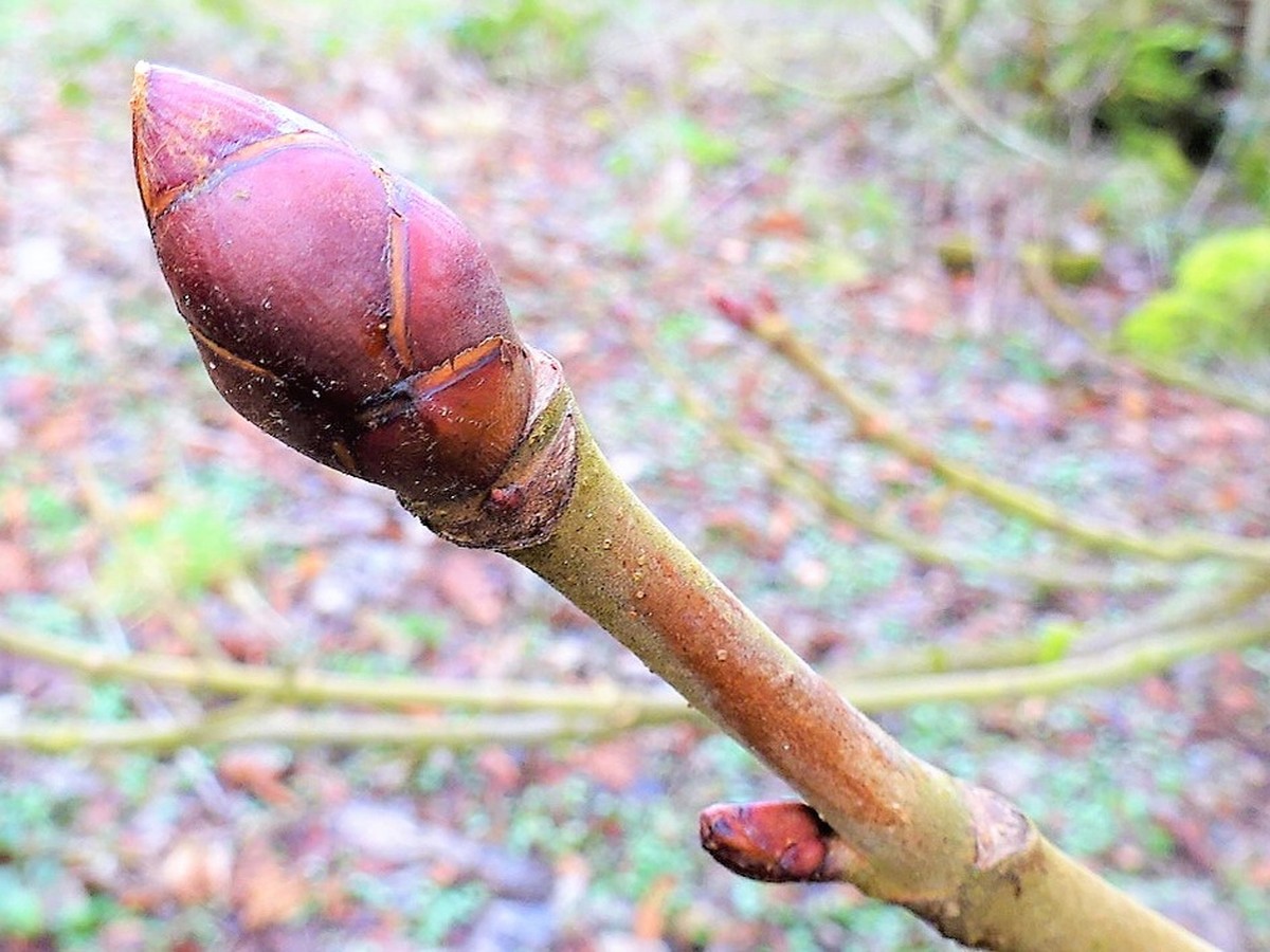 rosskastanie_knospen